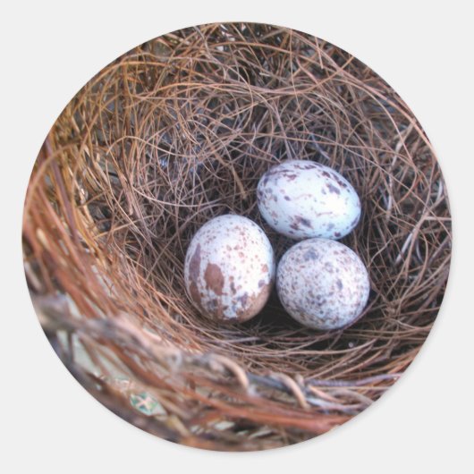 Cardinal Eggs Sticker (Devant)