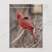 Cardinal Encouragment Carte postale (Devant)