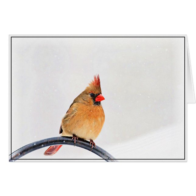 Cardinal féminin (Devant horizontal)