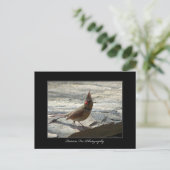 Cardinal féminin - Carte postale (Debout devant)