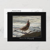 Cardinal féminin - Carte postale (Devant / Derrière)