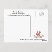 Cardinal féminin - Carte postale (Dos)