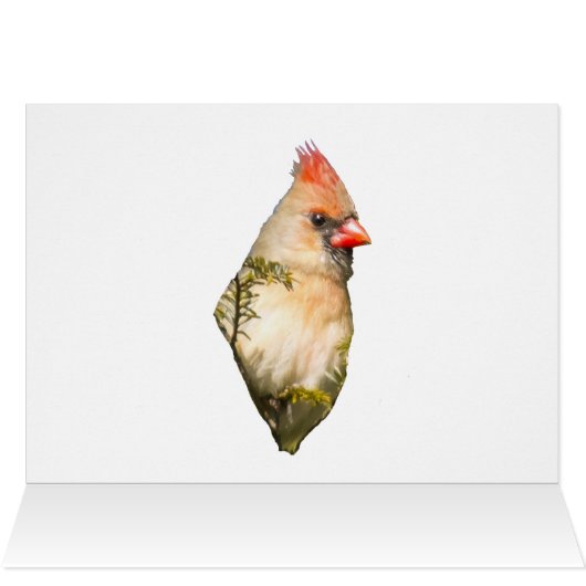 Cardinal Féminin En À feuillage persistant (Intérieur Horizontal (Haut))