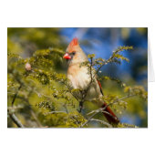 Cardinal Féminin En À feuillage persistant (Devant horizontal)