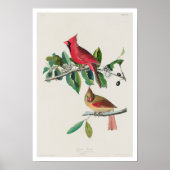 Cardinal Grosbeak par Audubon Poster (Devant)