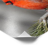 Cardinal Homme Bird - Imprimer la photo (Coin)