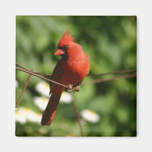 Cardinal Magneet