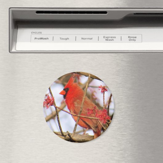 Cardinal Magnet (In Situ (Lave-vaisselle))