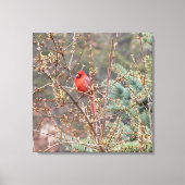 Cardinal mâle rouge perché sur toile de haies (Recto)
