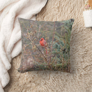 Cardinal mâle rouge sur haies de Forsythia Coussin
