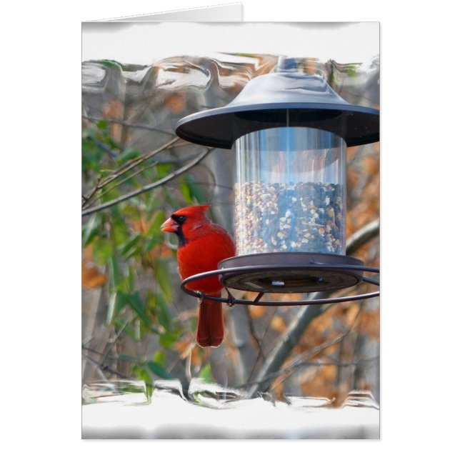 Cardinal masculin (Devant)