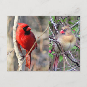Cardinal Nature Carte postale