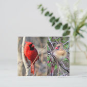 Cardinal Nature Carte postale (Debout devant)