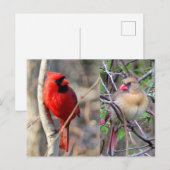 Cardinal Nature Carte postale (Devant / Derrière)