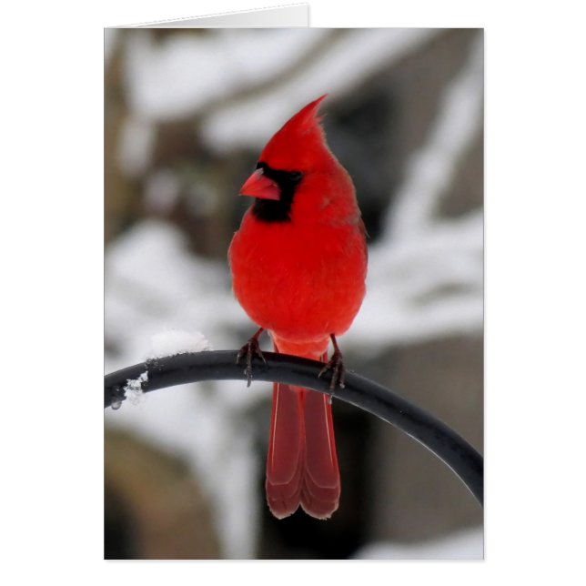 Cardinal Perching (Devant)