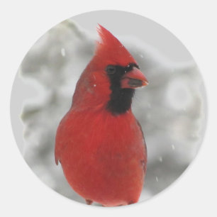 Cardinal Ronde Sticker