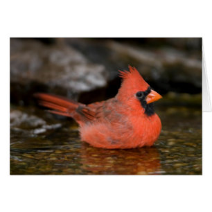 Cardinal rouge mâle se baignant