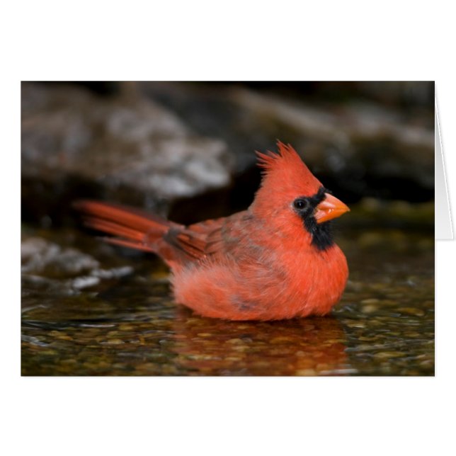 Cardinal rouge mâle se baignant (Devant horizontal)
