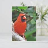 Cardinal rouge mâle sur la carte de note vierge de (Debout devant)