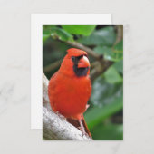 Cardinal rouge mâle sur la carte de note vierge de (Devant / Derrière)
