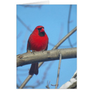 Cardinal Rouge/Oiseau