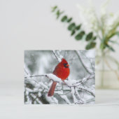 Cardinal rouge sur la carte postale de neige (Debout devant)