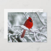 Cardinal rouge sur la carte postale de neige (Devant / Derrière)