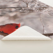 CARDINAL SHERPA DEKEN (3/4)