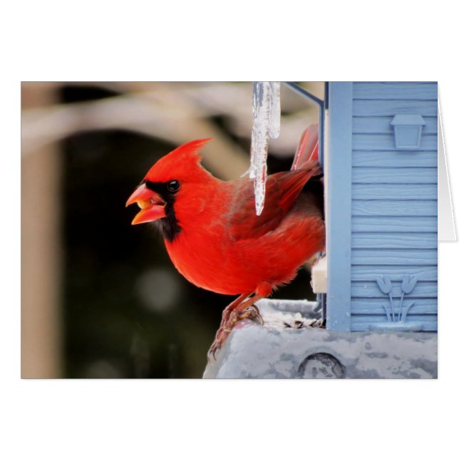 Cardinal sur la glace - oiseau (Devant horizontal)