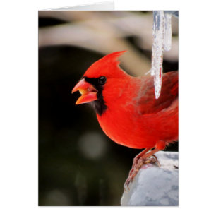 Cardinal sur la glace - oiseau