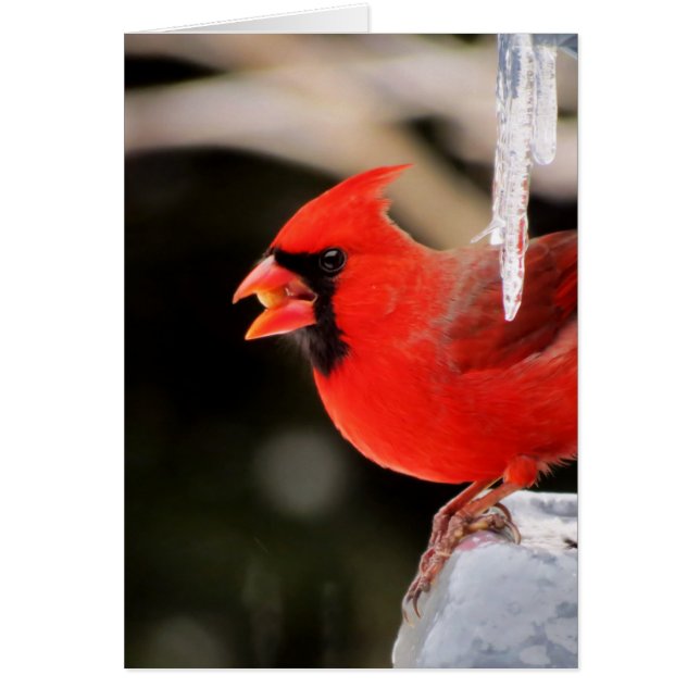 Cardinal sur la glace - oiseau (Devant)