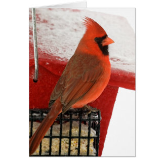 Cardinal sur le conducteur