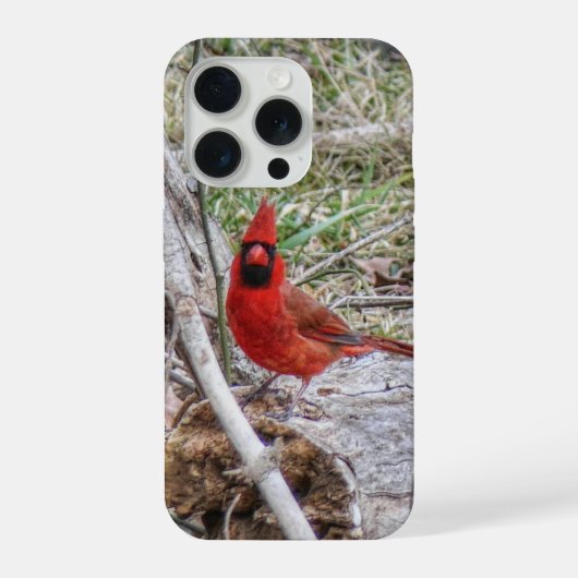 Cardinal vibrant (Verso)