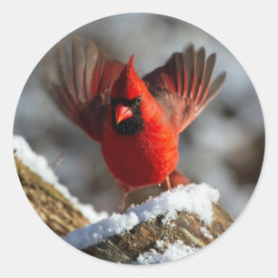 Cardinale sneeuwfoto ronde sticker