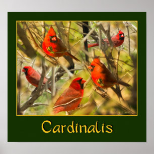Cardinalis - POSTER - Collage des cardinaux