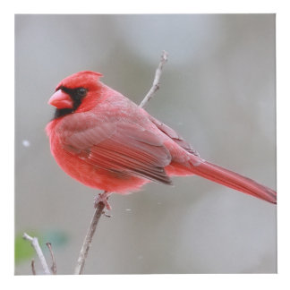 Cardinals_Photo_Cube Kubus