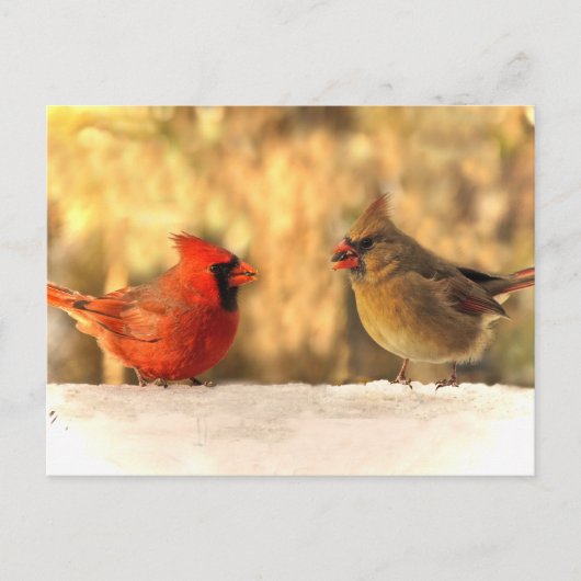 Cardinaux en automne Carte postale (Devant)