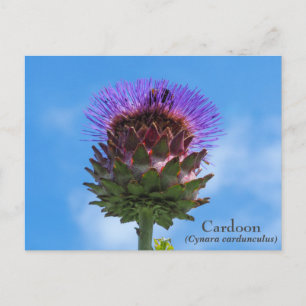 Cardoon Flower Briefkaart