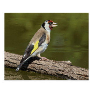 Carduelis carduelis perfect poster