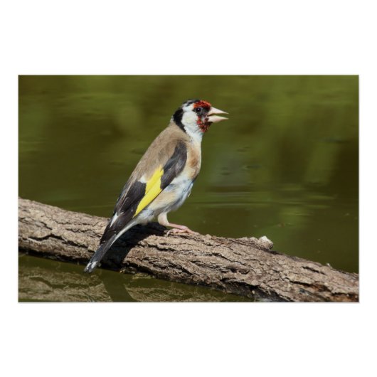 Carduelis carduelis perfect poster (Voorkant)