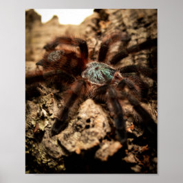 Caribena Versicolor Pink Tarantula Poster