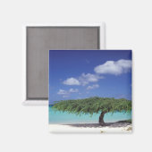 Caribisch gebied, Aruba. Eagle Beach Magneet (Voorkant / Achterkant)