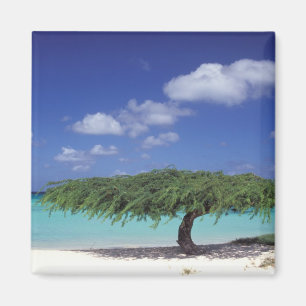 Caribisch gebied, Aruba. Eagle Beach Magneet
