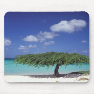 Caribisch gebied, Aruba. Eagle Beach Muismat
