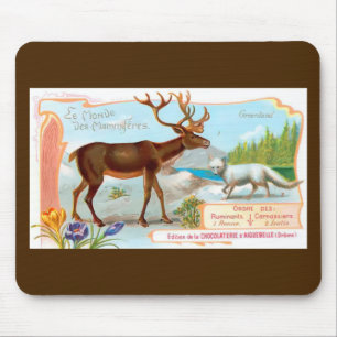  Caribisch gebied (rendieren) en Arctische vos Muismat