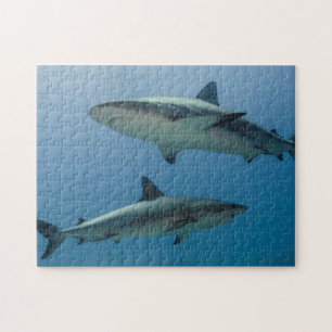 Caribische rifhaai legpuzzel