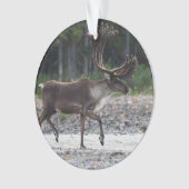 caribou (devant)