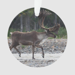 caribou