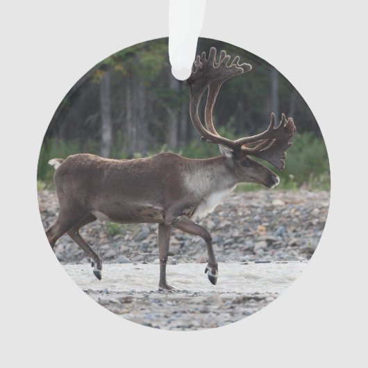 caribou (devant)