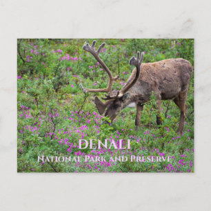 Caribou Bull Grazing, Denali National Park, AK Briefkaart